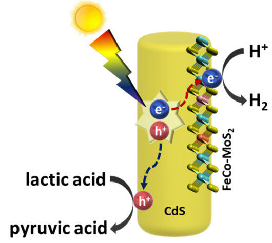 139) Atomically engineered molybdenum di-sulfide by dual heteroatom doping for accelerating hydrogen evolution reaction on cadmium sulfide nanorods