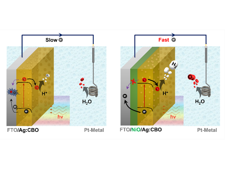 147) High-Performance Silver-Doped Porous CuBi₂O₄ Photocathode Integrated with NiO Hole-Selective Layer for Improved Photoelectrochemical Water Splitting